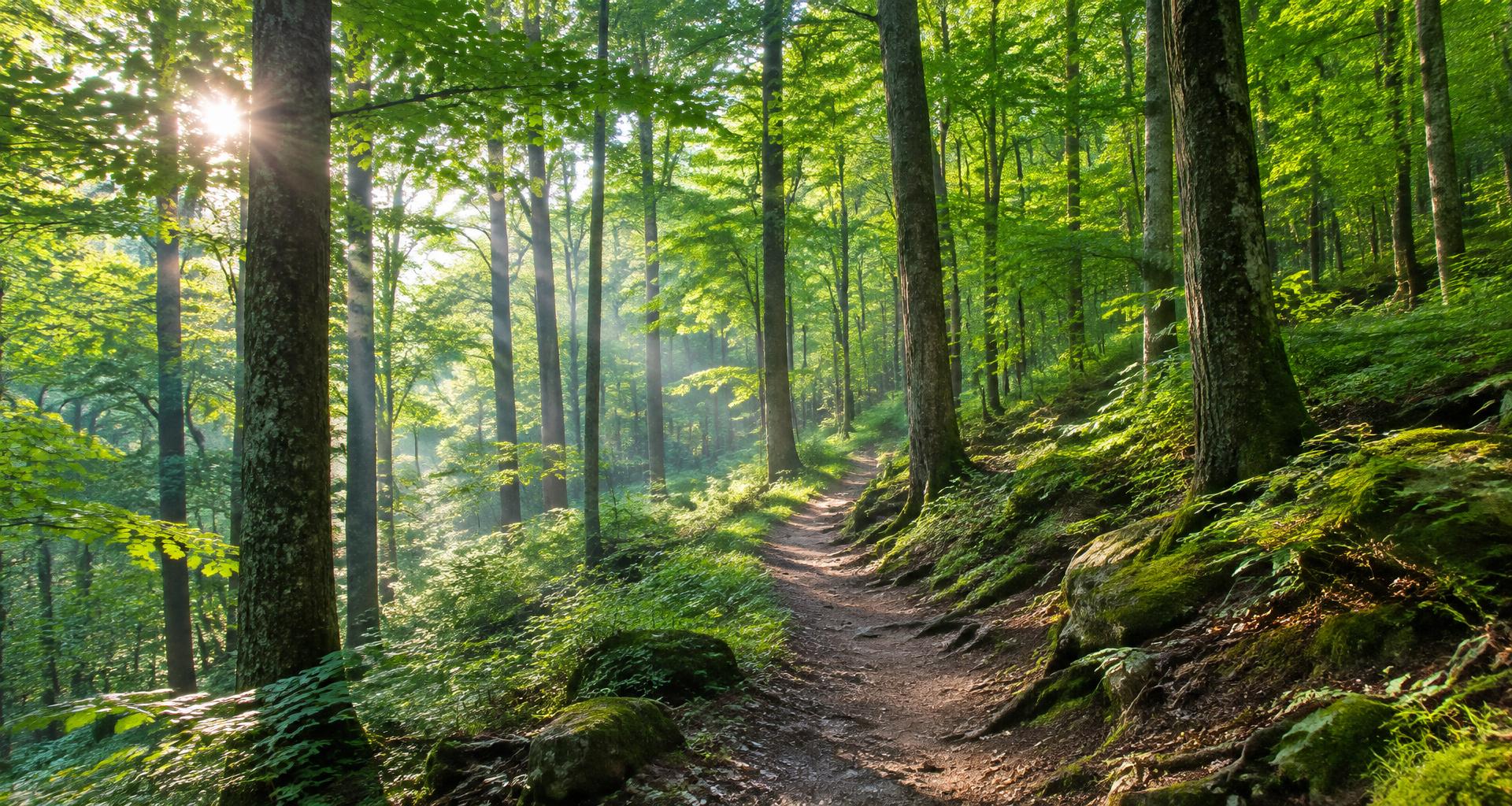 Sunlit forest trail